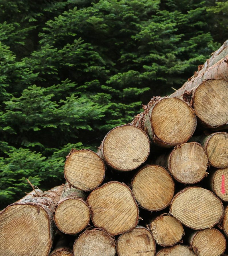 oliver-paaske-UpiojWtxJwM-unsplash (1)